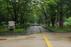rainy park