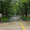 rainy park