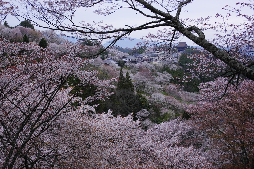 聖者に花迎え