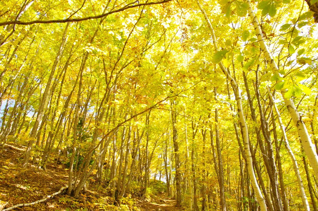 Yellow path