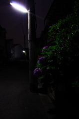 母の技、息子の術