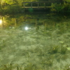 池を巡りて夜もすがら