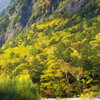 黄葉昇る