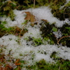 残り雪