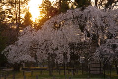 日と桜