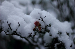 雪の中の春