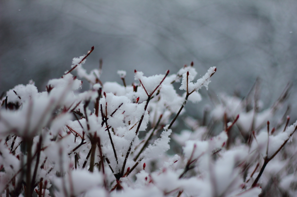 雪の花