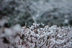 雪の花