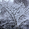 庭の冬