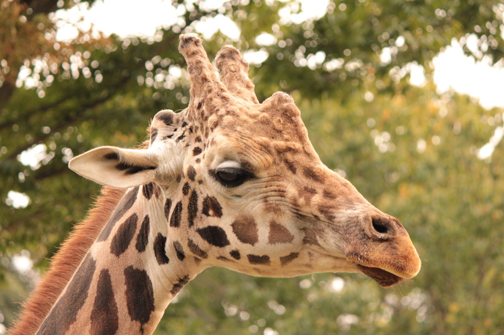 大森山動物園にて