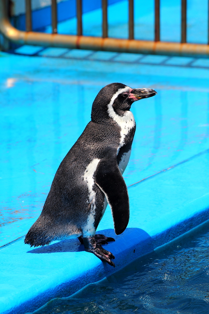 ペンギン