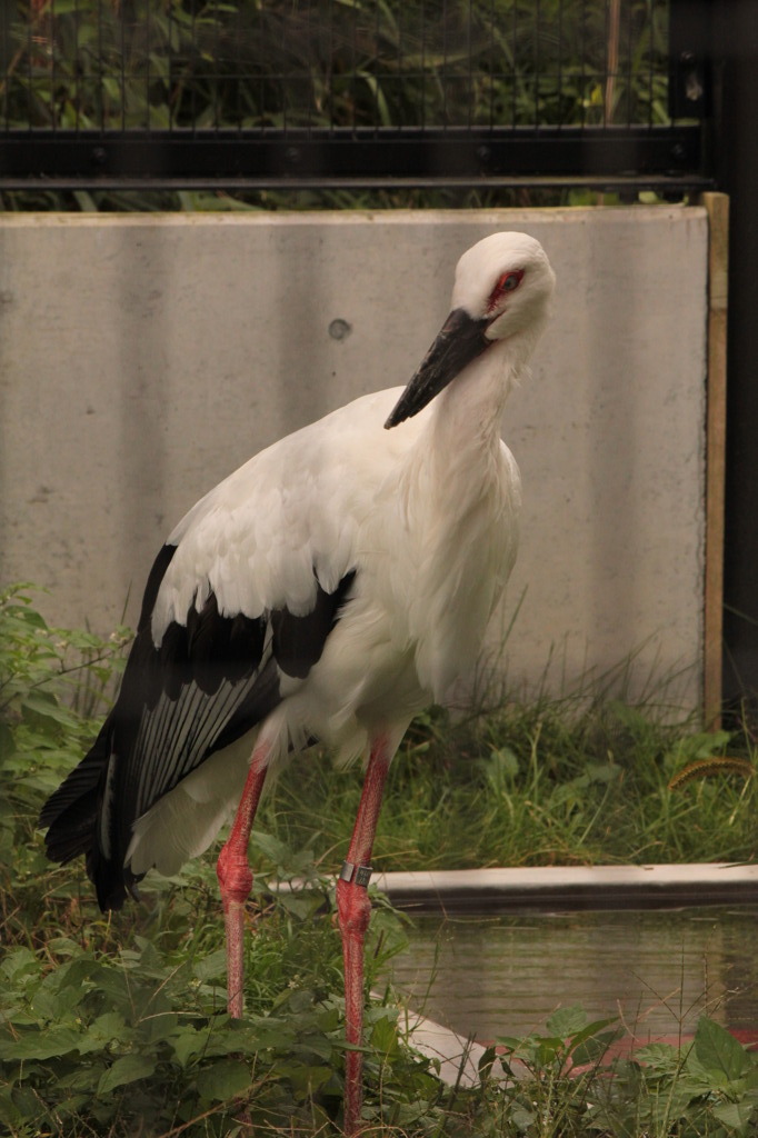 大森山動物園にて