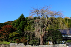 長瀬のしだれ桜