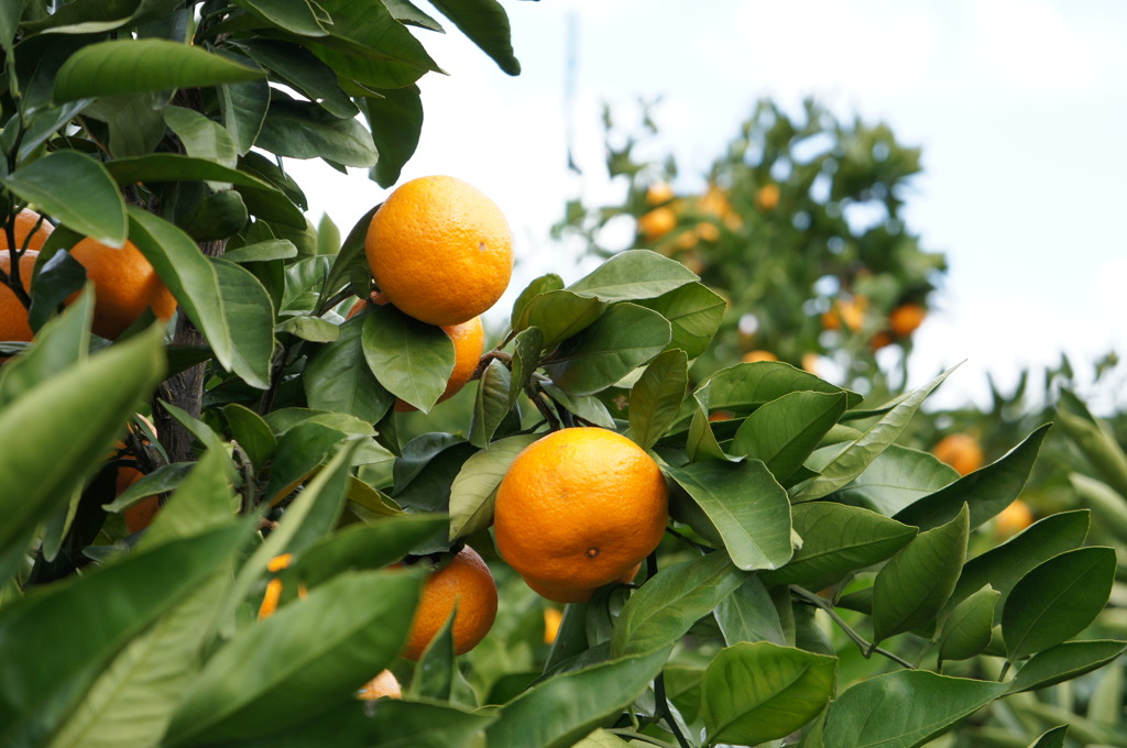 みかん狩り