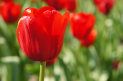 チューリップ２