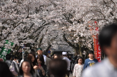 桜トンネル