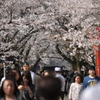 桜トンネル
