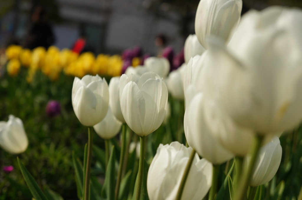 チューリップ３