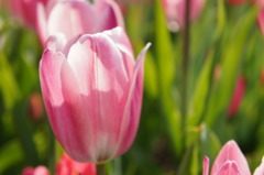 チューリップ１