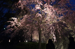 夜桜