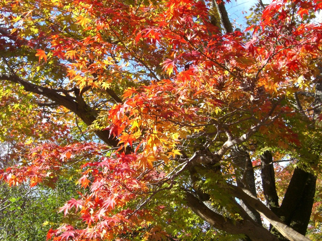 紅葉