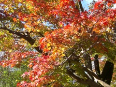 紅葉