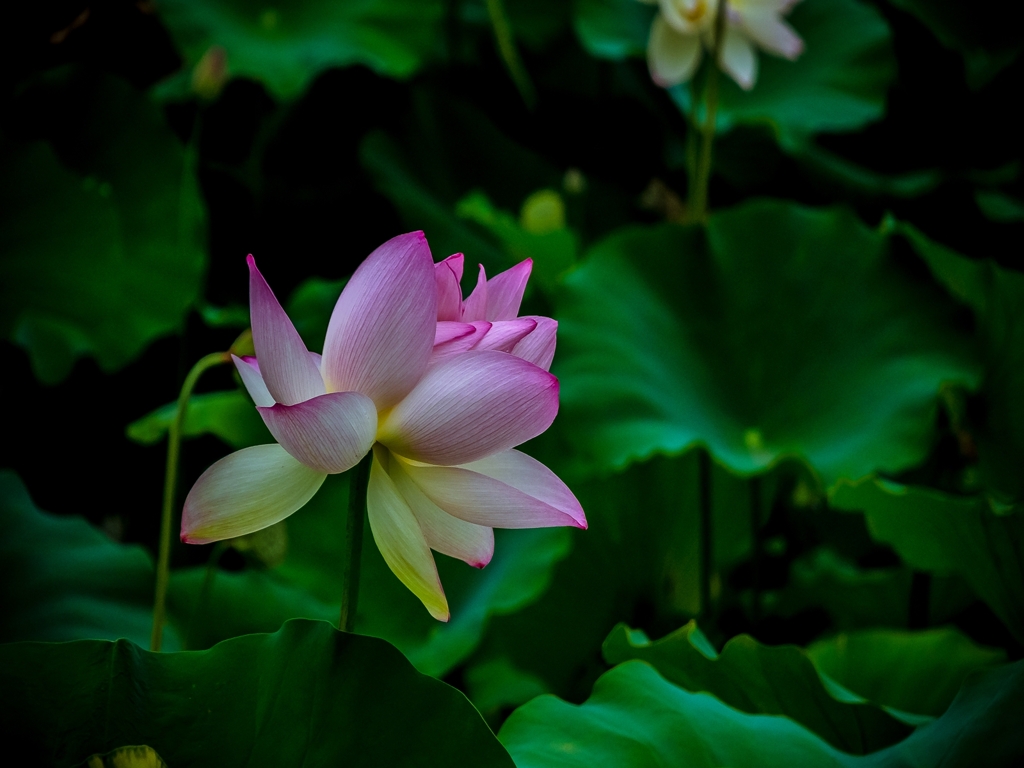 蓮の花