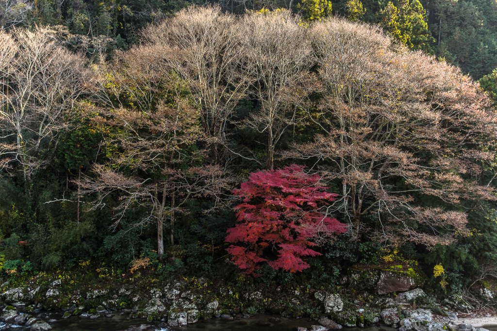 赤と白