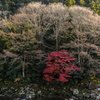 赤と白