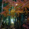 竹林のもみじ
