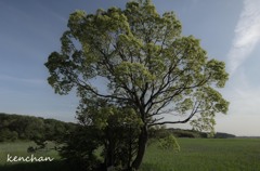 小堤西池カキツバタ群落