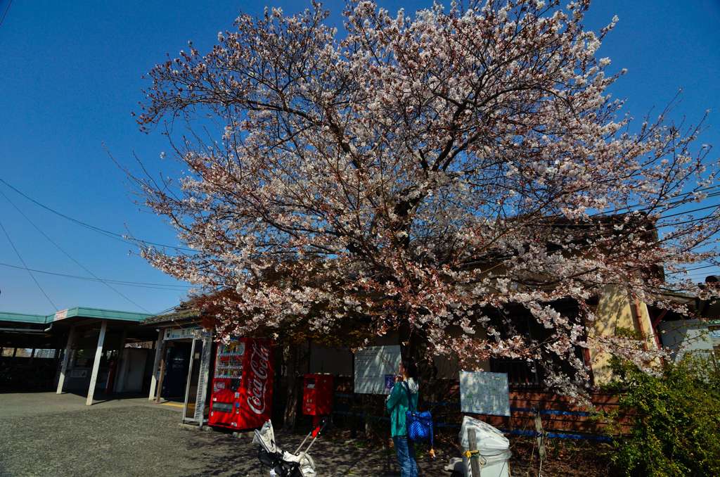 大きく育ってね