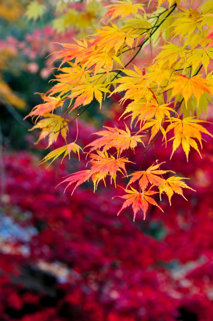 洞樹院の紅葉①