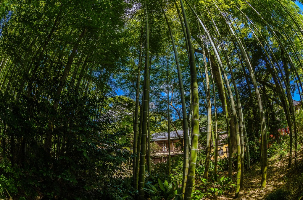 竹林の小径より