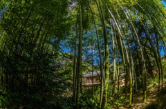 竹林の小径より