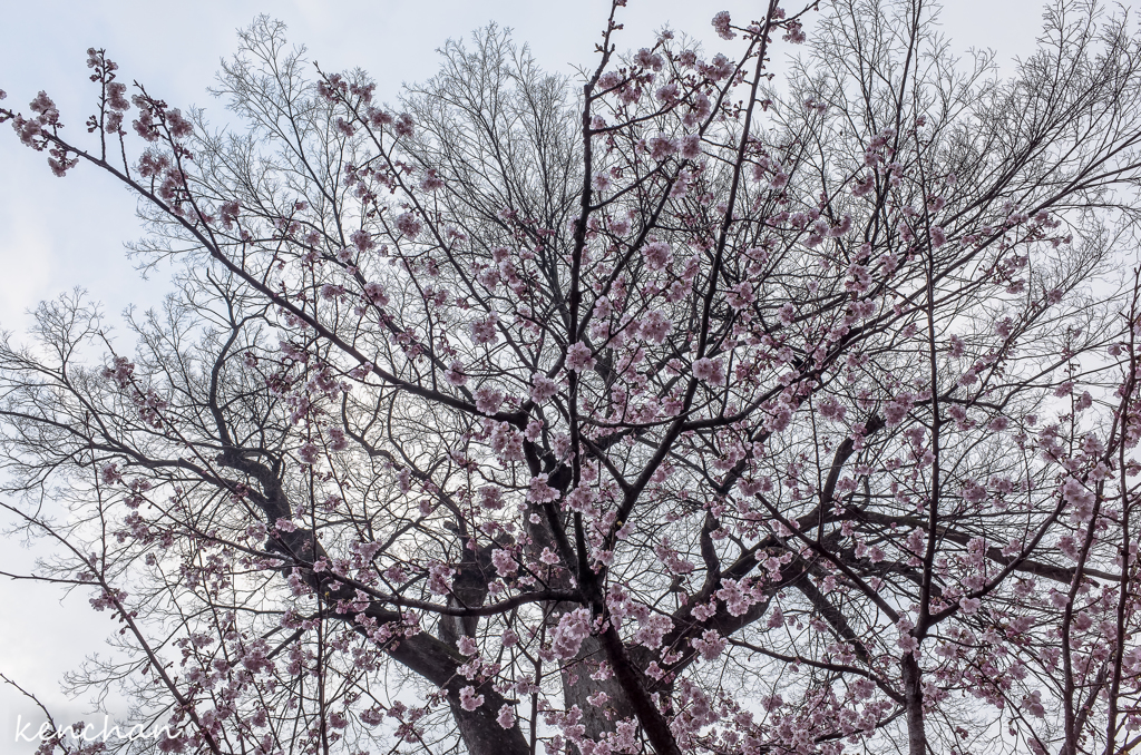 主税町の椋と大寒桜