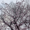 主税町の椋と大寒桜