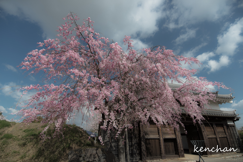 西尾城址の桜