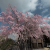 西尾城址の桜