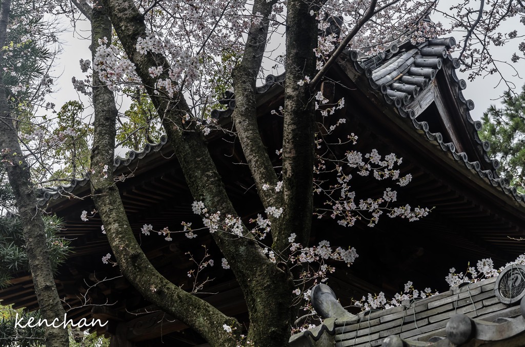 鐘楼と桜