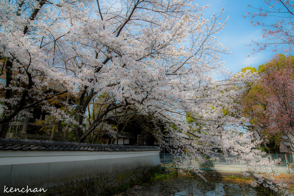 萬福寺の桜