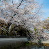 萬福寺の桜