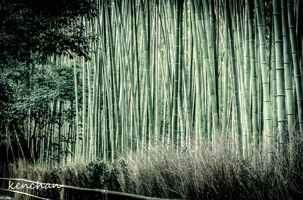 嵯峨野