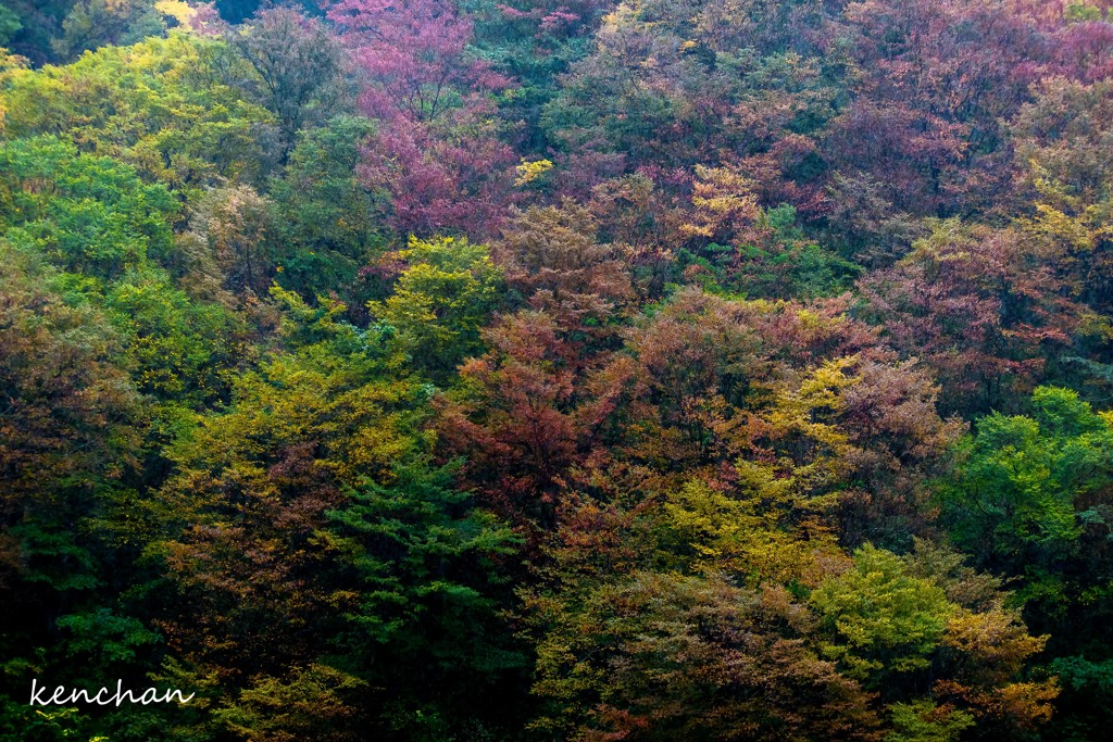 Forest of the autumn rain