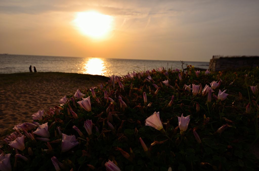 恋の花咲く海岸