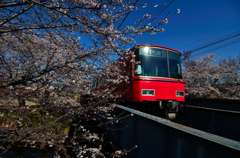 花見に行こう！