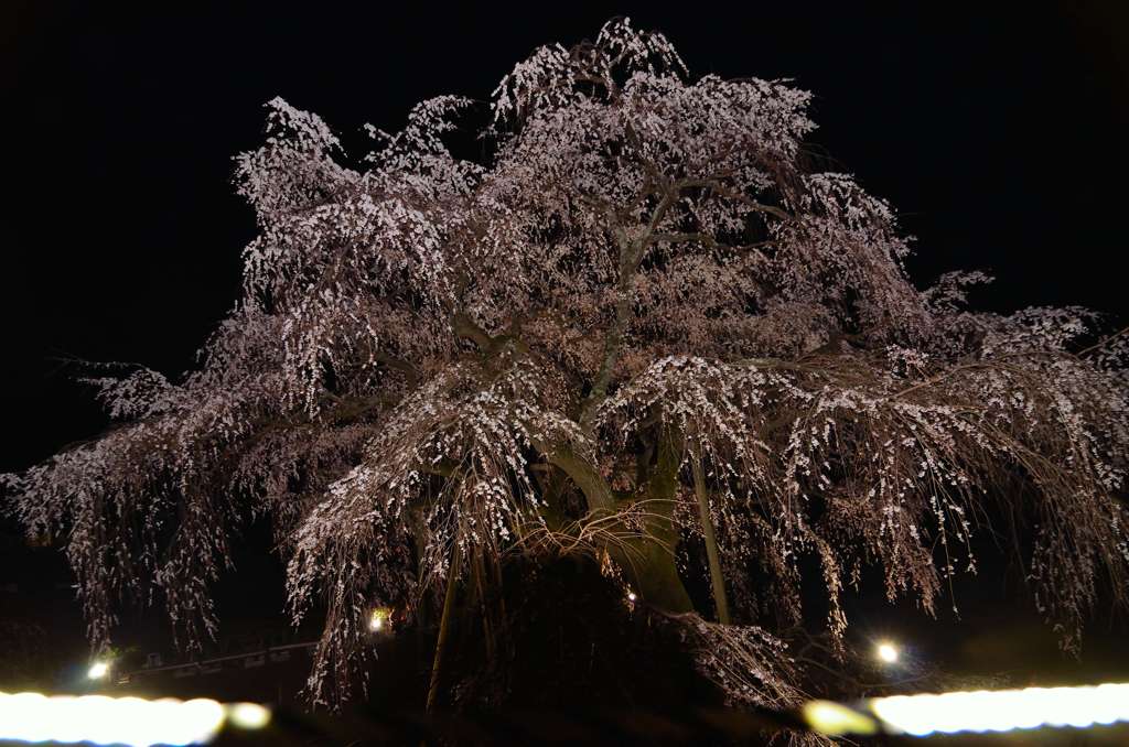 奥山田のしだれ桜