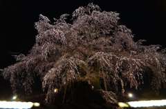 奥山田のしだれ桜