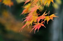 洞樹院の紅葉⑧