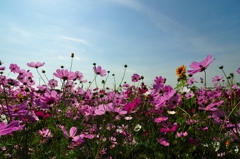 コスモスとひまわり⑥